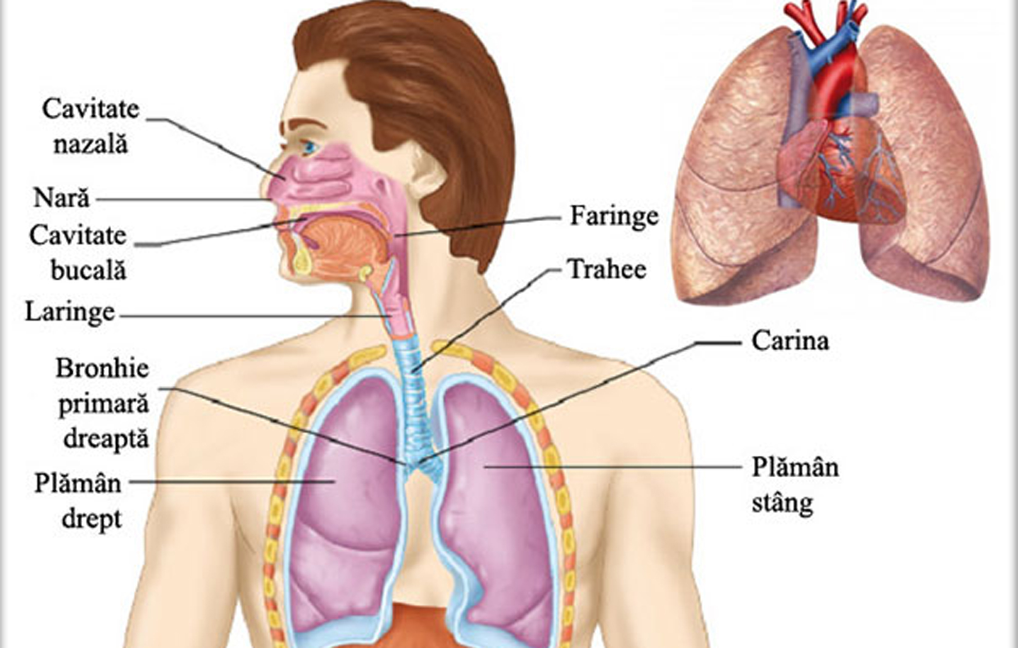 Afecțiuni ale sistemului respirator II