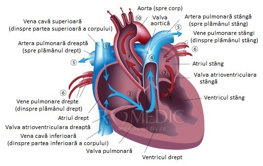 Inima – un organ sfânt Inima – un organ sfânt
